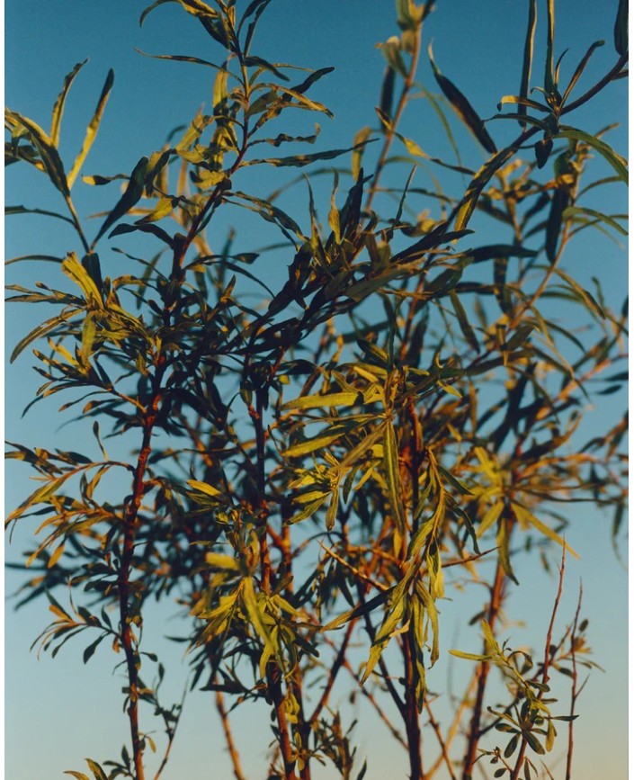 276 huile nettoyante essentiel - L:a bruket 2