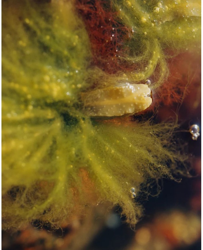 279 serum reconstituant - L:a bruket 2