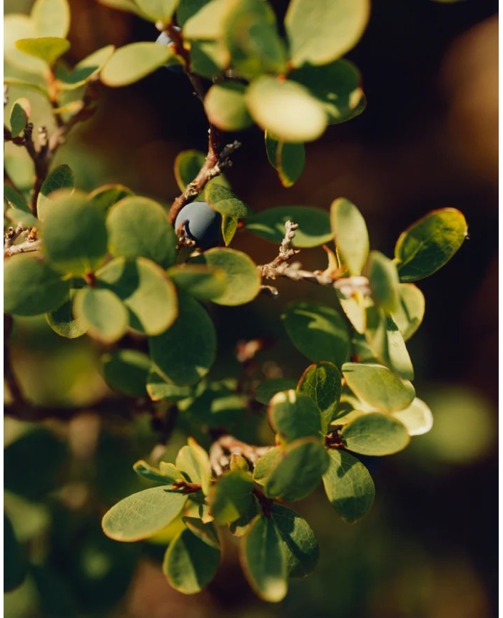 282 creme regenerante - L:a bruket