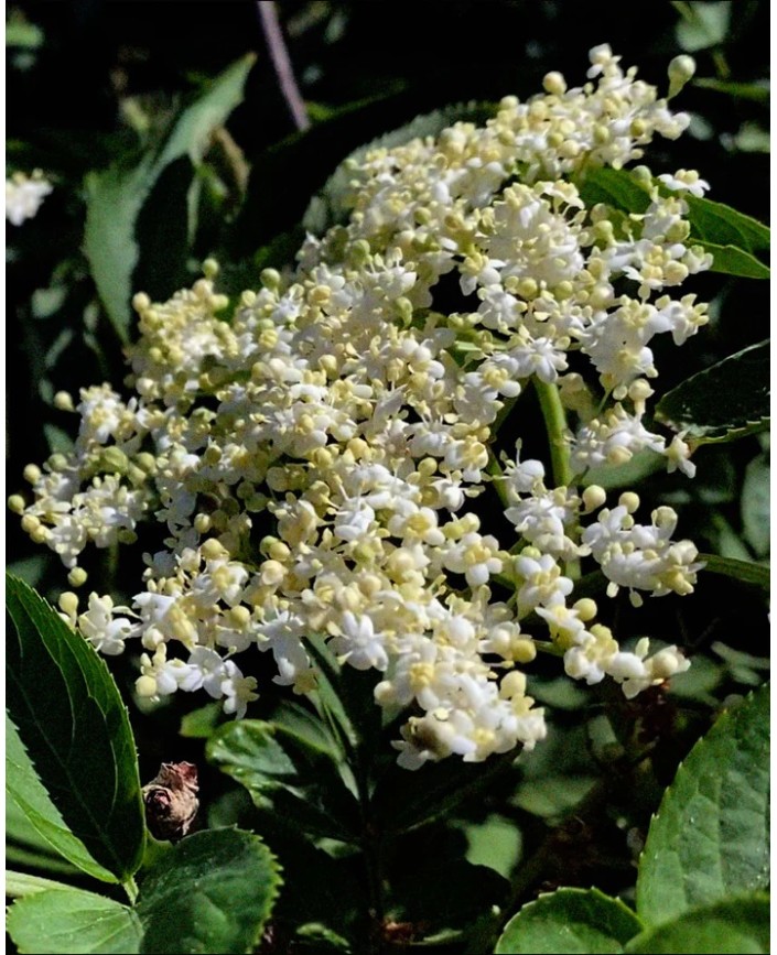 242 nettoyant mains et corps - L:a bruket 2