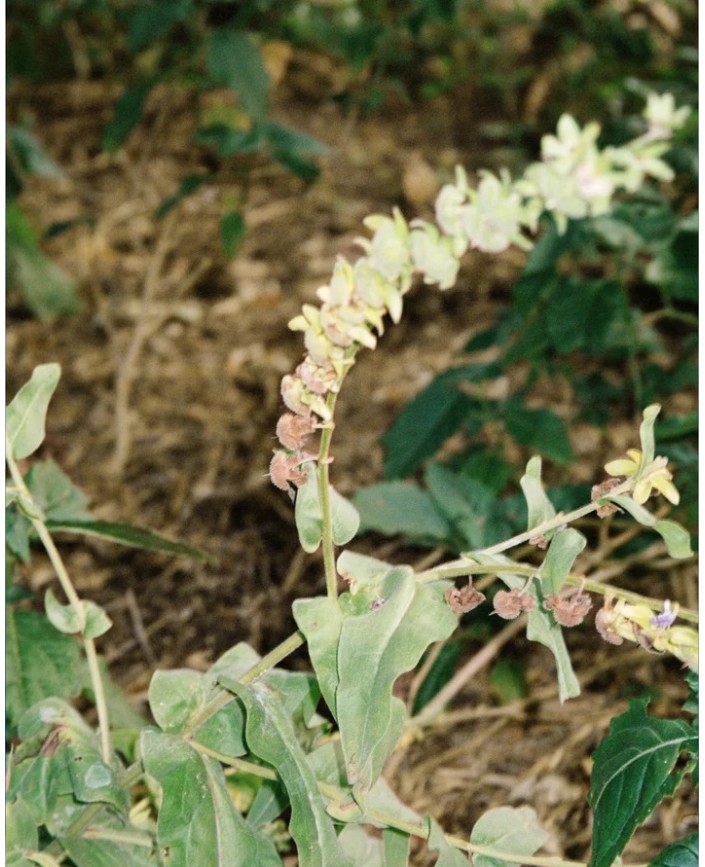 296 gommage au sel marin - L:a bruket