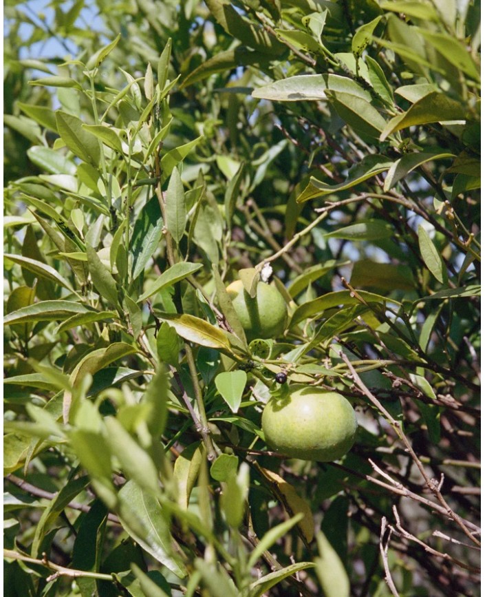 093 lait pour le corps - L:a bruket