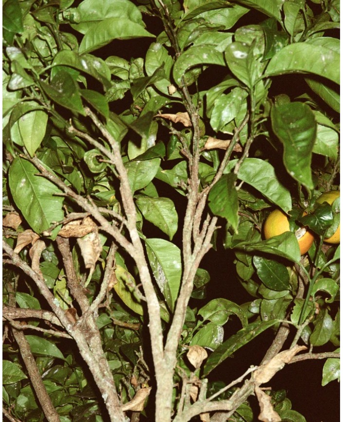 195 creme pour les mains - L:a bruket