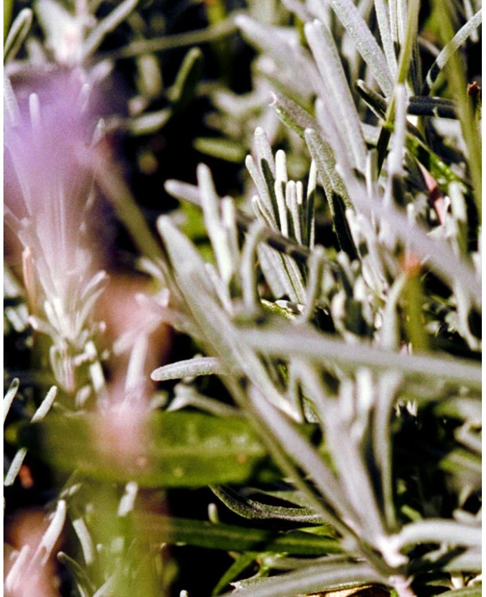 092 creme pour les mains - L:a bruket