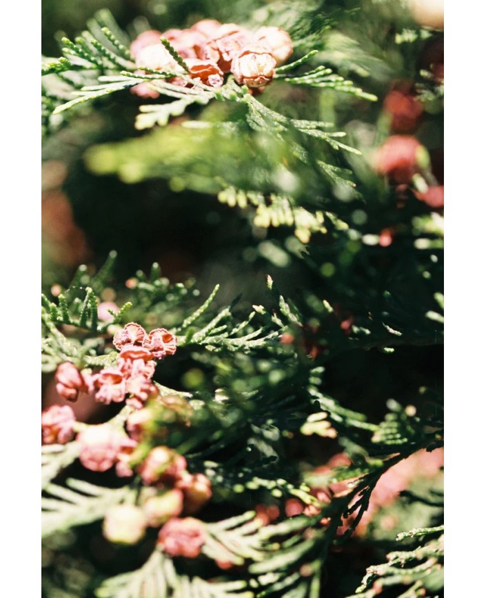 204 diffuseur maison - L:a bruket 2