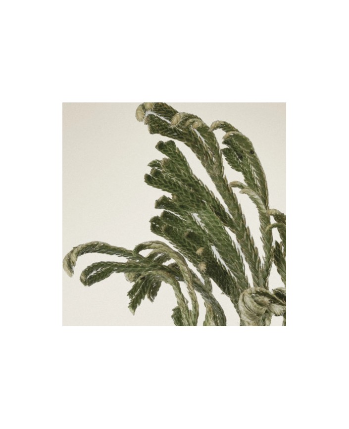 Patch yeux collagen jericho - Abib